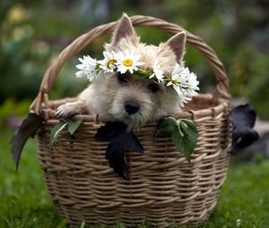 Preview wallpaper dog, basket, wreath, flowers