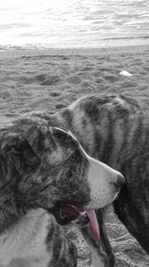 Preview wallpaper dog, beach, black white, sand, lead
