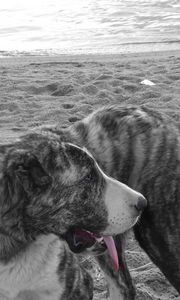 Preview wallpaper dog, beach, black white, sand, lead