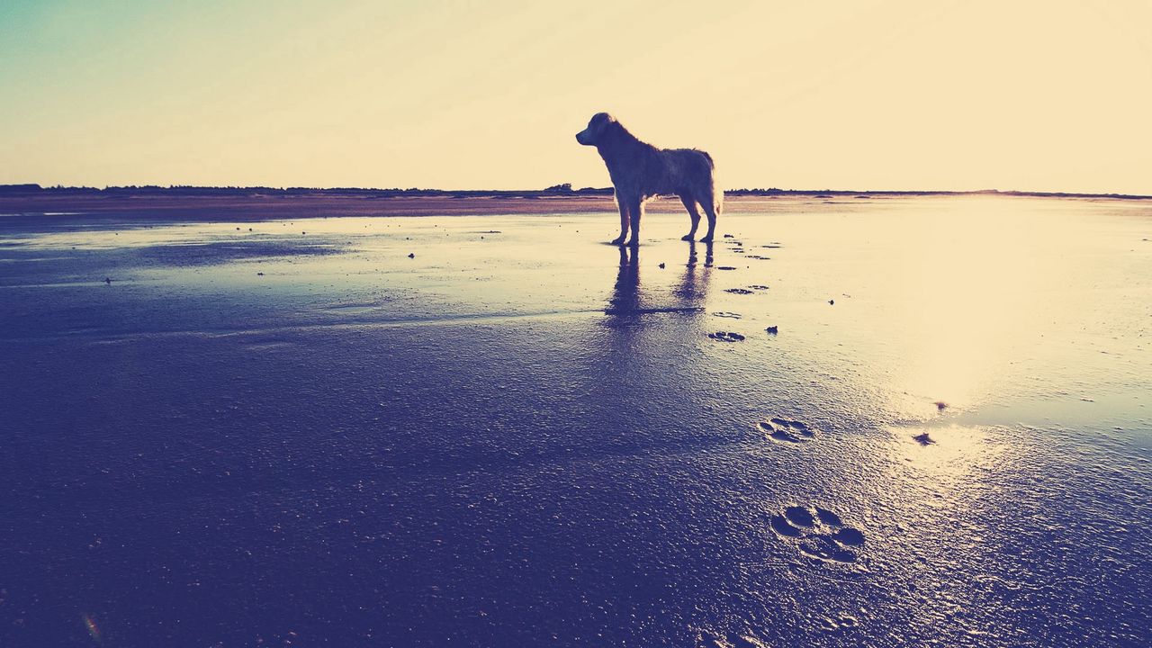 Wallpaper dog, beach, sand, footprints, sea