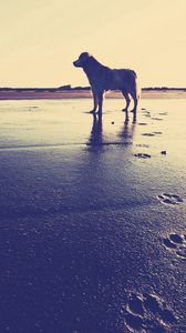 Preview wallpaper dog, beach, sand, footprints, sea