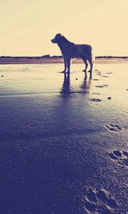 Preview wallpaper dog, beach, sand, footprints, sea