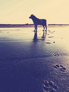 Preview wallpaper dog, beach, sand, footprints, sea