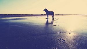 Preview wallpaper dog, beach, sand, footprints, sea
