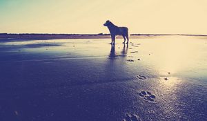 Preview wallpaper dog, beach, sand, footprints, sea