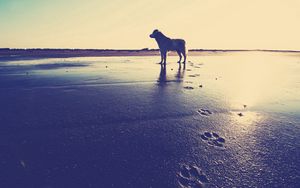 Preview wallpaper dog, beach, sand, footprints, sea