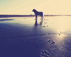 Preview wallpaper dog, beach, sand, footprints, sea