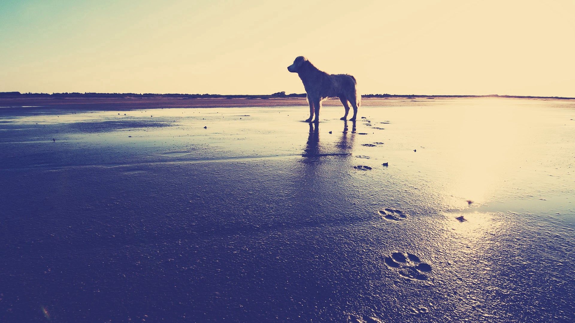 Download wallpaper 1920x1080 dog, beach, sand, footprints, sea full hd ...