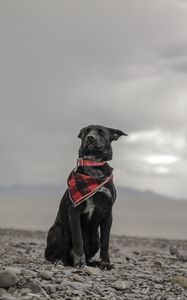 Preview wallpaper dog, beach, sea, scarf, collar