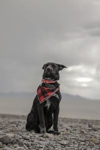 Preview wallpaper dog, beach, sea, scarf, collar