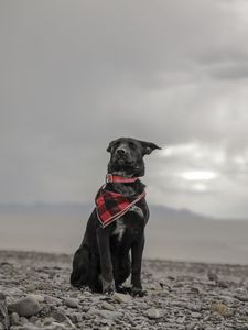 Preview wallpaper dog, beach, sea, scarf, collar