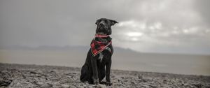 Preview wallpaper dog, beach, sea, scarf, collar