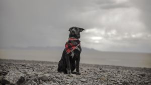 Preview wallpaper dog, beach, sea, scarf, collar