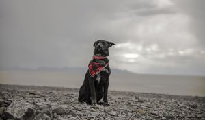Preview wallpaper dog, beach, sea, scarf, collar
