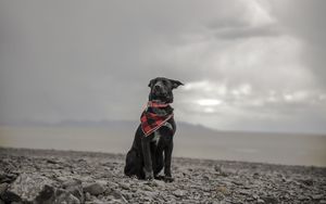 Preview wallpaper dog, beach, sea, scarf, collar