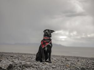 Preview wallpaper dog, beach, sea, scarf, collar