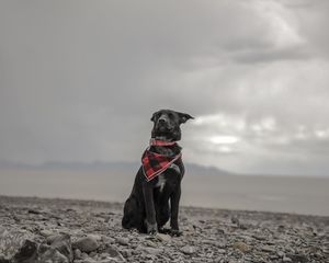 Preview wallpaper dog, beach, sea, scarf, collar