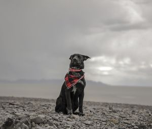 Preview wallpaper dog, beach, sea, scarf, collar