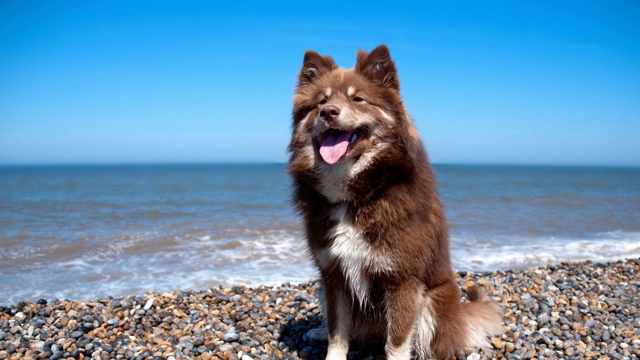 Wallpaper dog, beach, stones, sit, protruding tongue