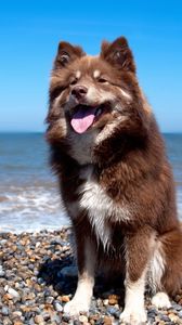 Preview wallpaper dog, beach, stones, sit, protruding tongue