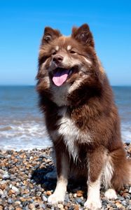 Preview wallpaper dog, beach, stones, sit, protruding tongue