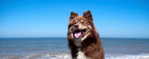 Preview wallpaper dog, beach, stones, sit, protruding tongue