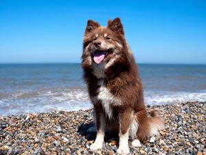 Preview wallpaper dog, beach, stones, sit, protruding tongue