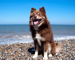 Preview wallpaper dog, beach, stones, sit, protruding tongue