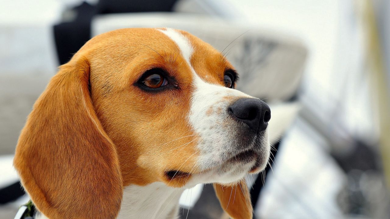 Wallpaper dog, beagle, muzzle, ears, puppy