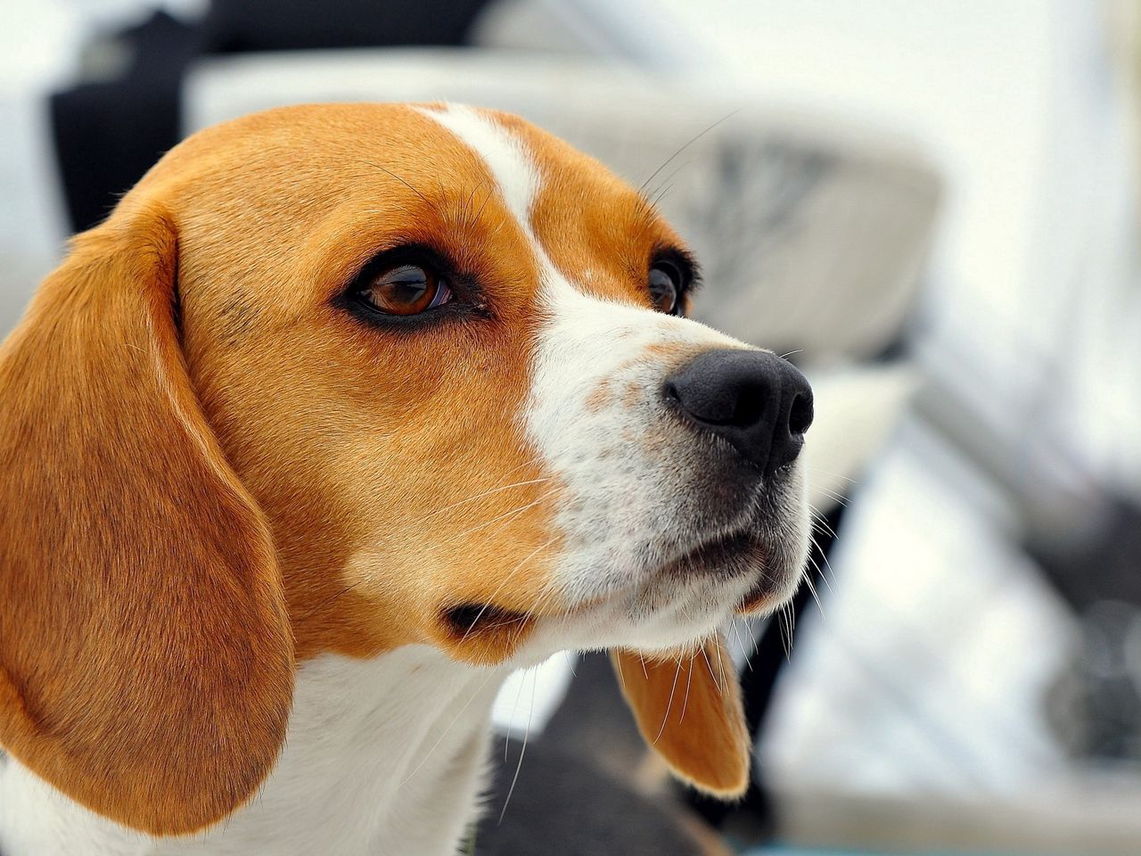 Download wallpapers beagle puppy pets cute animals dogs beagles for  desktop with resolution 1920x1200 High Quality HD pictures wallpapers