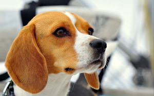 Preview wallpaper dog, beagle, muzzle, ears, puppy