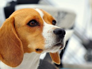 Preview wallpaper dog, beagle, muzzle, ears, puppy