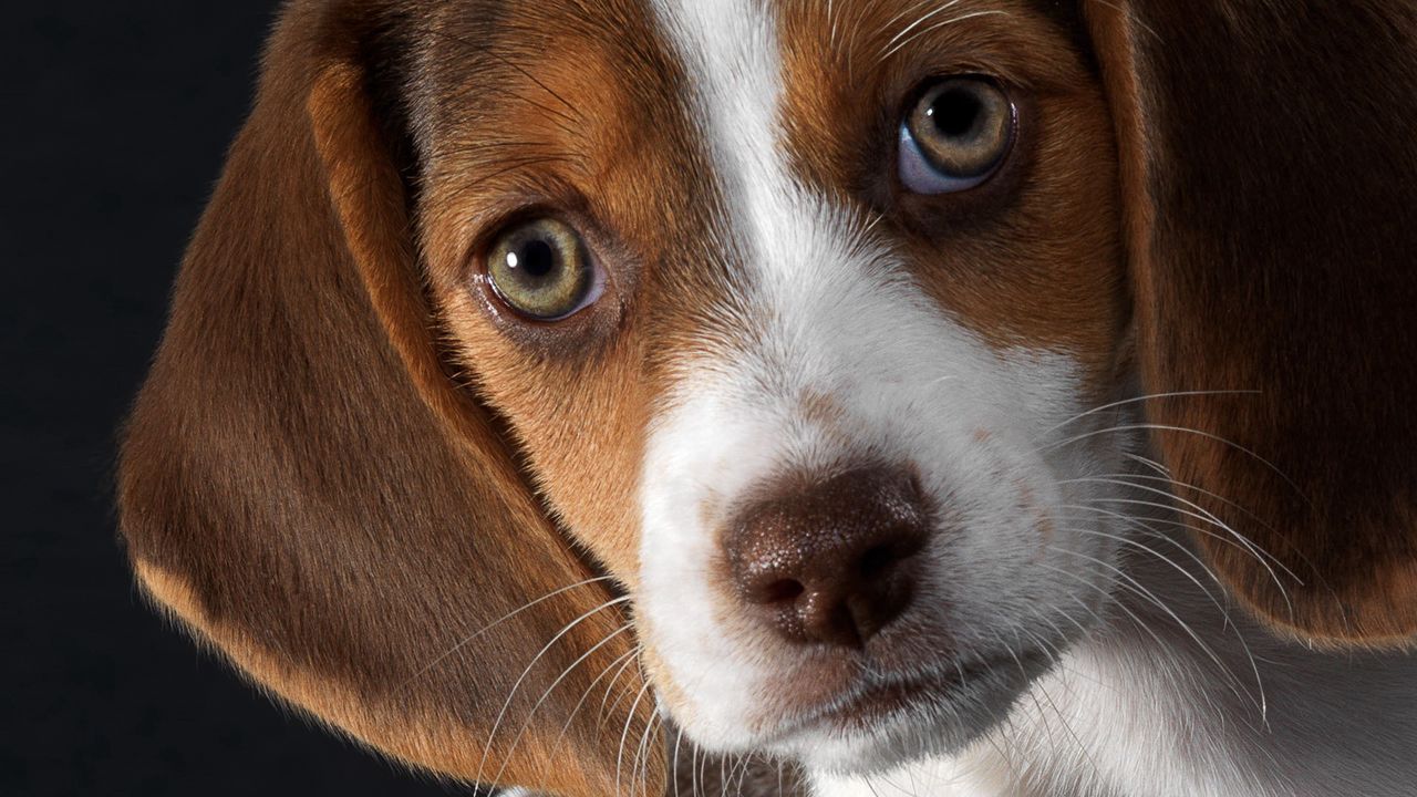 Wallpaper dog, beagle, puppy, snout, ears
