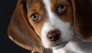 Preview wallpaper dog, beagle, puppy, snout, ears