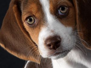 Preview wallpaper dog, beagle, puppy, snout, ears