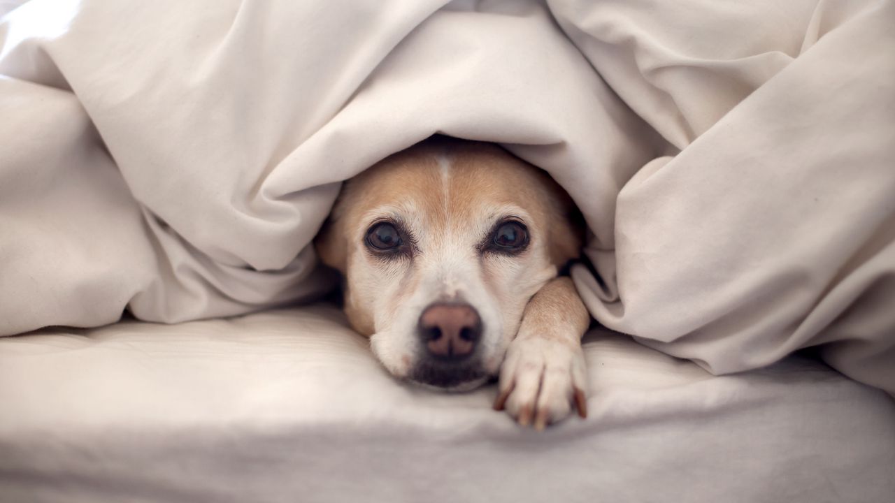 Wallpaper dog, bed, blanket, lie, look, look out