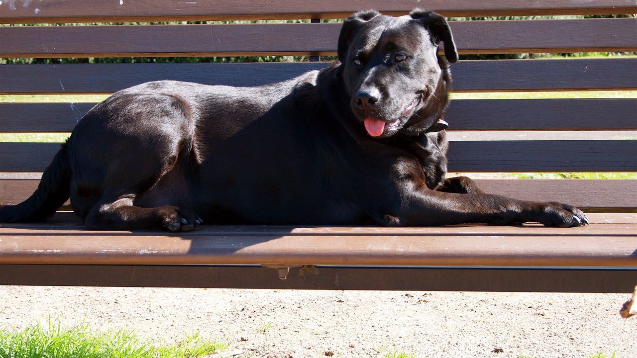 Wallpaper dog, bench, down, protruding tongue