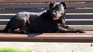 Preview wallpaper dog, bench, down, protruding tongue