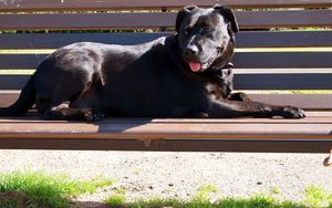 Preview wallpaper dog, bench, down, protruding tongue