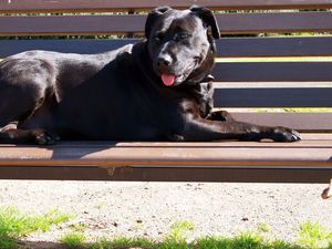 Preview wallpaper dog, bench, down, protruding tongue