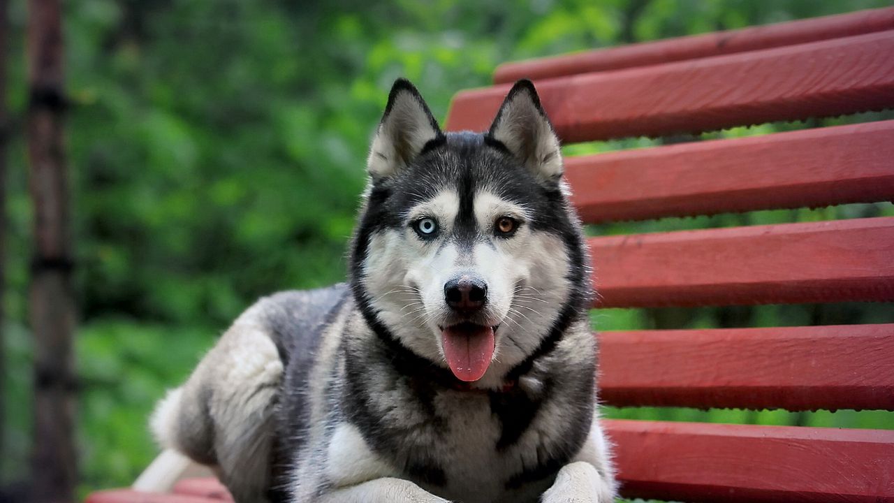 Wallpaper dog, bench, husky, waiting, rest