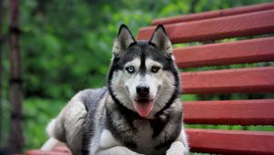 Preview wallpaper dog, bench, husky, waiting, rest
