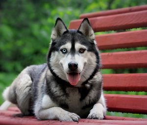 Preview wallpaper dog, bench, husky, waiting, rest