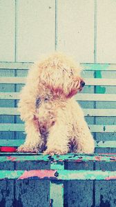 Preview wallpaper dog, bench, sit, curls