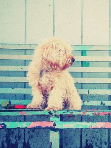 Preview wallpaper dog, bench, sit, curls