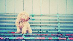 Preview wallpaper dog, bench, sit, curls