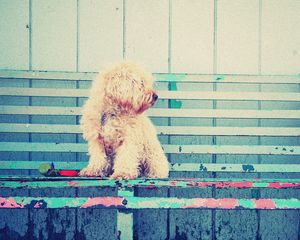 Preview wallpaper dog, bench, sit, curls