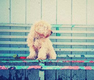 Preview wallpaper dog, bench, sit, curls