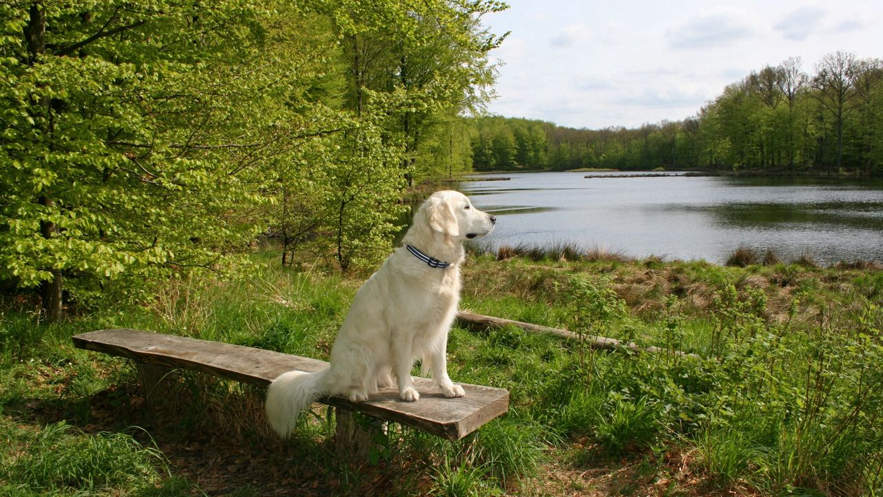 Wallpaper dog, bench, sit, summer, waiting