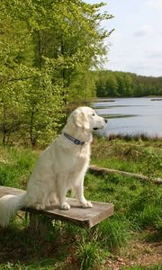 Preview wallpaper dog, bench, sit, summer, waiting